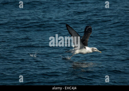 Albatros à nez jaune de l'océan Indien à partir de l'Océan Atlantique sud au large de la côte de l'Afrique du Sud. Indischer Gelbnasen-Albatros Banque D'Images