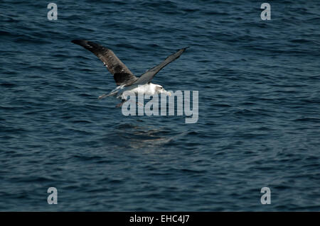 Albatros à nez jaune de l'océan Indien à partir de l'Océan Atlantique sud au large de la côte de l'Afrique du Sud. Indischer Gelbnasen-Albatros Banque D'Images