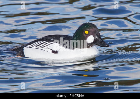 Le Garrot à œil d'or (Bucephala clangula) natation adultes de sexe masculin sur l'eau à Norfolk, Angleterre, Royaume-Uni, Europe Banque D'Images