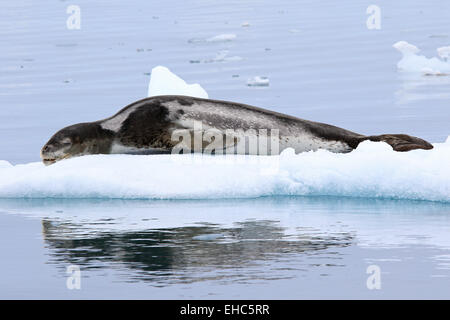 Leopard seal sur la glace dans l'Antarctique. Hydrurga leptonyx léopard (joint). Banque D'Images