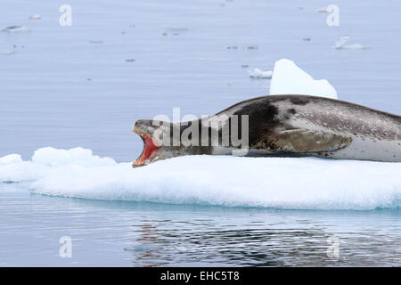 Leopard seal sur la glace en Antarctique ouvre la bouche et montre les dents. Hydrurga leptonyx léopard (joint). Banque D'Images