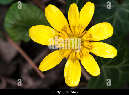 Top Shot une macro d'une moins grande chélidoine, Ranunculus ficaria. Banque D'Images