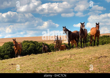 Chevaux dans un pré, Allemagne Banque D'Images