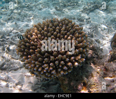 Une fumisterie demoiselle dascyllus Whitetail ou natation autour d'Acropora coraux dans les Maldives Banque D'Images