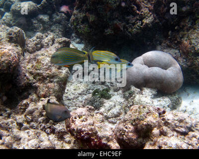 Chirurgiens, bordée d'un Cachemire Snapper, & bordée Bristletooth dupliquer sur un récif de corail dans les Maldives avec un cerveau à proximité de corail Banque D'Images