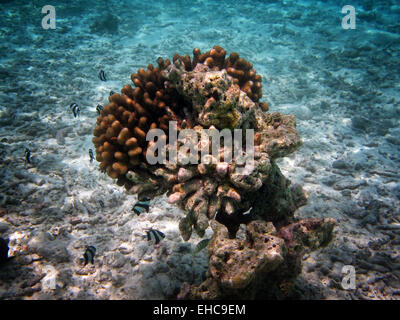 Un haut-fond de fumisterie demoiselle dascyllus Whitetail ou natation autour de Acropora coraux dans les Maldives Banque D'Images