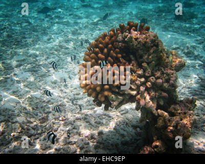 Un haut-fond de fumisterie demoiselle dascyllus Whitetail ou natation autour de Acropora coraux dans les Maldives Banque D'Images