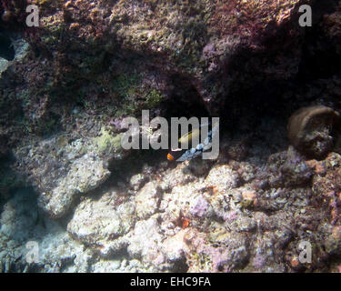 Clown Triggerfish mise à l'abri sur un récif de corail dans les Maldives Banque D'Images