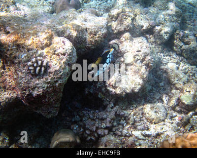 Clown Triggerfish mise à l'abri sur un récif de corail dans les Maldives Banque D'Images