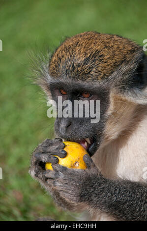 Singe vert (Chlorocebus pygerythrus), Bigilo Forest Park, Sénégambie, Gambie, Afrique de l'Ouest Banque D'Images