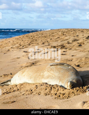 Le phoque moine hawaiien à Kee Beach sur Kauai Banque D'Images