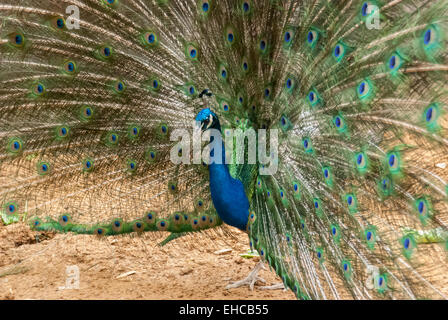 Un paon bleu et vert affiche ses plumes dans un large cercle Banque D'Images