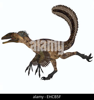 Deinonychus était un dinosaure carnivore qui vivait dans la période du Crétacé d'Amérique du Nord. Banque D'Images