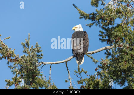 American adultes pygargue perchée sur la branche d'un arbre à feuilles persistantes, regardant par-dessus son épaule contre un ciel bleu Banque D'Images