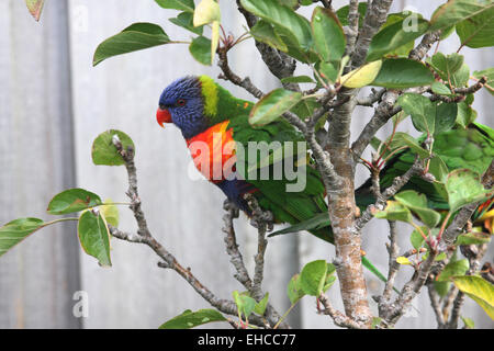 Rainbow lorikeet assis sur une branche d'arbre Banque D'Images