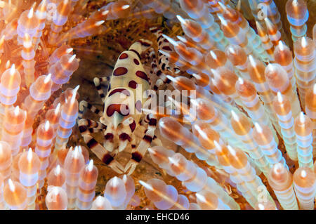 Une paire de crevettes Periclimenes colemani (Coleman) se cache dans l'oursin de feu Variable (Asthenosoma varium) Banque D'Images