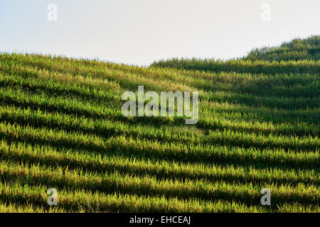 Les champs en terrasses de riz de Wengjia Longsheng longji Chine Hunan Banque D'Images