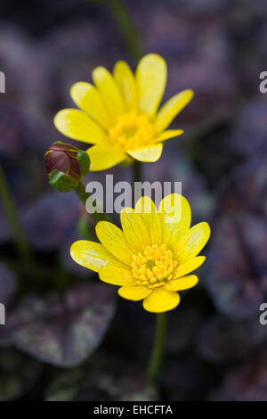 Ranunculus ficaria 'coquine' Fleur d'airain. Chélidoine moindre croissant dans le jardin. Banque D'Images