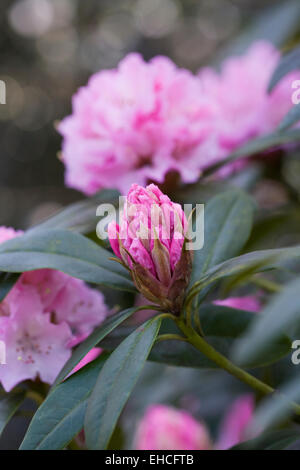 Rhododendron 'Christmas Cheer' fleur. Banque D'Images