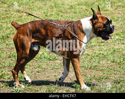 Chien jeune boxeur Banque D'Images