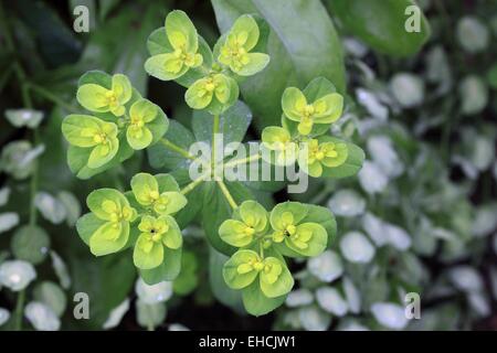 L'euphorbe ésule Euphorbia helioscopia Sun, Banque D'Images