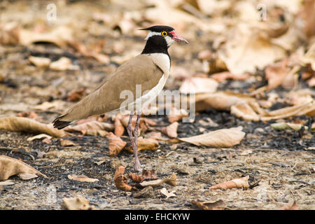 À tête noire sociable (Vanellus tectus) debout sur le terrain, le parc national du Niokolo-Koba, au Sénégal Banque D'Images