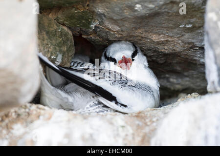 Red-billed Tropic Bird (Fregata magnificens), des profils dans le trou de la nidification, Iles des Madeleines, Dakar, Sénégal Banque D'Images