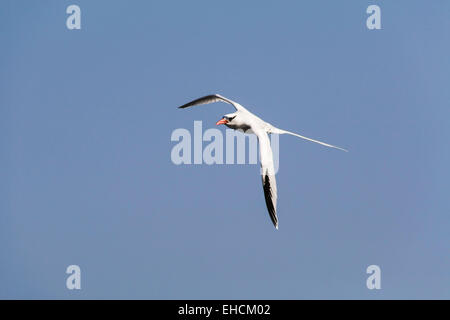 Red-billed Tropic Bird (Fregata magnificens), les adultes en vol, Iles des Madeleines, Dakar, Sénégal Banque D'Images