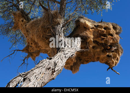 Camel Thorn Tree (Vachellia erioloba) avec un weaver oiseaux nichent, Namibie Banque D'Images