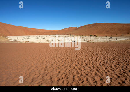 Les dunes de sable, les arbres morts Camel thorn (Vachellia erioloba), de sel et d'argile, pan Dead Vlei, Sossusvlei, Désert du Namib Banque D'Images