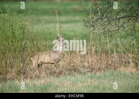 Roebuck au printemps, Capreolus capreolus Banque D'Images