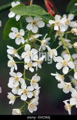 Bird Cherry, Prunus padus Banque D'Images