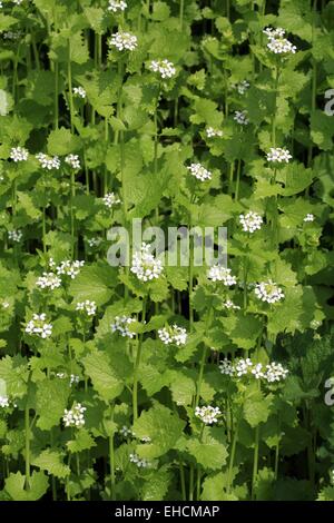 L'alliaire officinale, Alliaria petiolata Banque D'Images