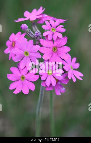 Bird's Eye Primrose Banque D'Images