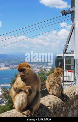 Deux singes de Barbarie (Macaca sylvanus) sur un mur près du haut de la roche avec un téléphérique à l'arrière, Gibraltar, Royaume-Uni. Banque D'Images