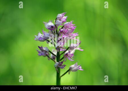 Orchidée de casque Banque D'Images