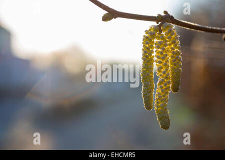 Chatons mâles de noisetier commun (Corylus avellana) avec de la gelée blanche, Saxe, Allemagne Banque D'Images