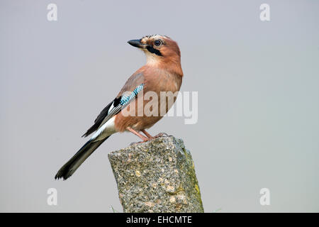 Eurasian Jay (Garrulus glandarius), Tyrol, Autriche Banque D'Images