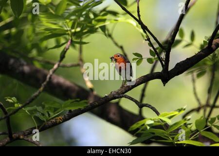 Robins, Erithacus rubecula aux abords, Robin Banque D'Images