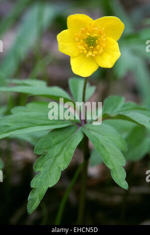 Anémone des bois jaune Banque D'Images