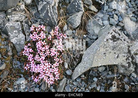 Lot Stengel, campion Silene acaulis Banque D'Images