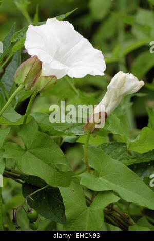 Liseron Calystegia sepium, couverture Banque D'Images