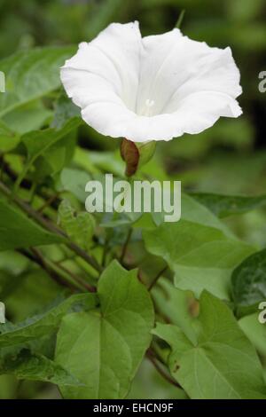 Liseron Calystegia sepium, couverture Banque D'Images