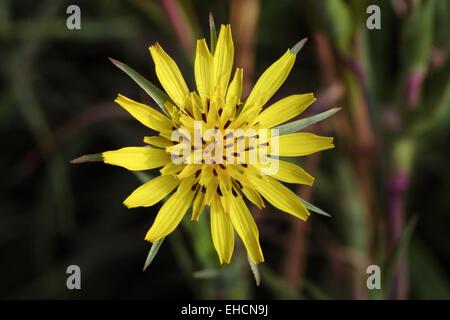 Salsifis des prés Tragopogon pratensis, Banque D'Images