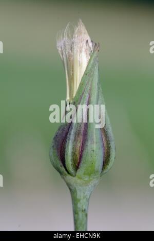 Salsifis des prés Tragopogon pratensis, Banque D'Images