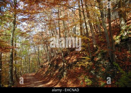 Forêt de hêtres en couleurs d'automne Banque D'Images