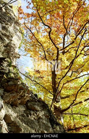 Le hêtre commun en couleurs d'automne Banque D'Images