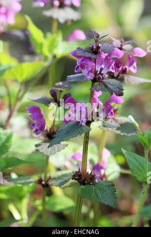 Lamier tacheté, Lamium maculatum Banque D'Images