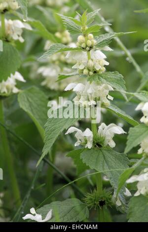 Lamier blanc, Lamium album Banque D'Images