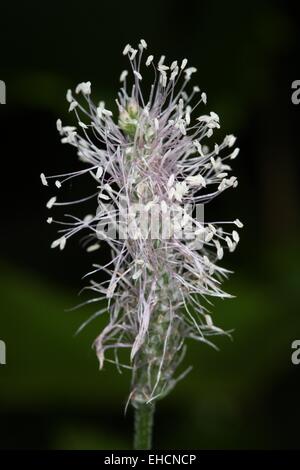 Hoary Plantain, Plantago media Banque D'Images